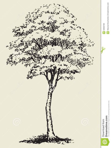 Big Tree.Vector Sketch Stock Vector - Image: 50600766 Illustration Tree, Landscape Design Drawings, Tree Drawings Pencil, Tree Vector, Nature Sketch, Tree Sketches, Landscape Sketch, Vector Sketch, 수채화 그림