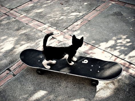 Cat Skateboard, Skateboard Aesthetic, Cat Aesthetic, Silly Cats, Cat Pics, Skateboarding, Cat Memes, Fur Babies, Cute Cat