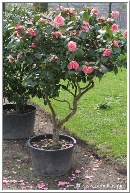 Camelia Tree, Camellia Tree, Camellia Plant, Indoor Flowering Plants, Carpe Koi, Camellia Flower, Evergreen Plants, Colorful Plants, Flowering Shrubs