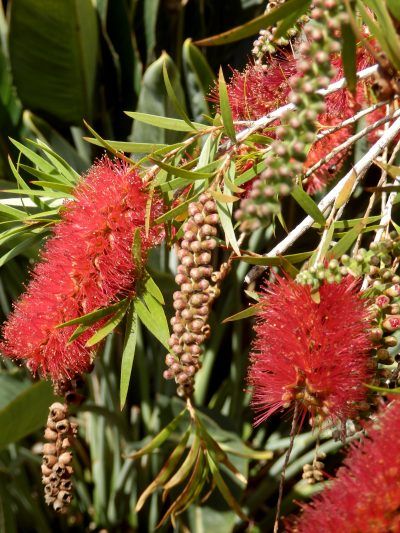 Bottlebrush grow into big shrubs or small trees. The spikes look like the brushes used to clean bottles. Propagation of bottlebrush trees is not difficult. If you want to learn how to propagate bottlebrush trees, click on this article. Bottlebrush Plant, Dog Safe Plants, Bottlebrush Trees, Garden Shrubs, Tree Seeds, Garden Guide, Bottle Brush Trees, Flowering Shrubs, Artificial Tree