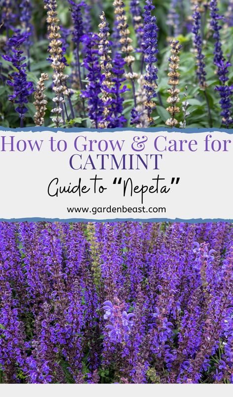 Catmint Purrsian Blue, Catmint And Roses, Cats Pajamas Catmint, Cat Mint Plant Perennials, Catmint And Hydrangea, Nepeta Companion Plants, Catmint Landscaping Ideas, Cats Pajamas Plant Landscaping, Catmint Uses