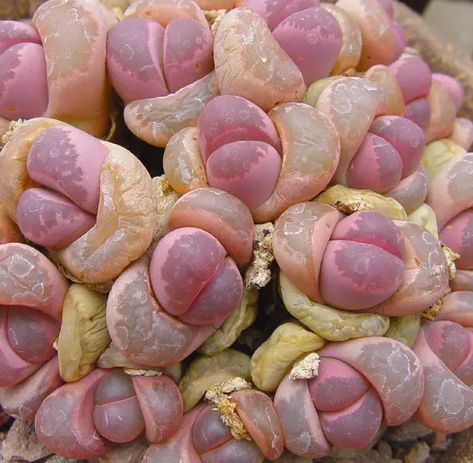 Lithops: Living Stones: Information & Buy Seeds, Plants Online - HubPages Mean Face, Lithops Succulents, Living Stones, Succulent Seeds, Weird Plants, Buy Seeds, Astuces Diy, Bedroom Crafts, Succulent Gardening