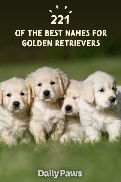 Need a creative jumpstart for naming your sweet new golden retriever? These options will have you beaming from ear to ear over their sweetness. #dognames #puppynames #puppyparents #cutedognames #goldenretriever #goldenretrieverpuppy Golden Retriever Must Haves, Dog Names For Golden Retrievers, Golden Retriever Puppy Names, Golden Retriever Puppy Names Female, Cute Golden Retriever Puppy Names, Dog Names Golden Retriever, Golden Retriever Girl Names, Cute Golden Retriever Names, Golden Retriever Names Male