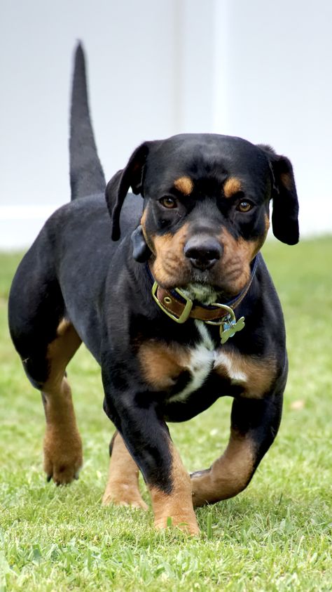 Rottweiler basset hound Basset hound Rottweiler mix #Bassetweiler Basset Hound Mix, Rottweiler Mix, Rottweiler Lovers, Basset Hounds, Leopard Gecko, Bearded Dragon, Basset Hound, Adorable Animals, Dog Breed