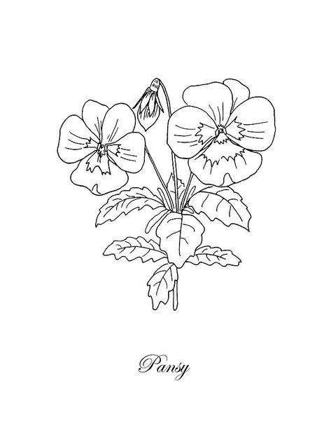 Pansy Drawing, Coloring Book Flowers, Pansy Tattoo, Botanical Drawing, Flower Drawing Tutorials, Drawing Examples, Watercolor Paintings For Beginners, Book Flowers, Pansies Flowers