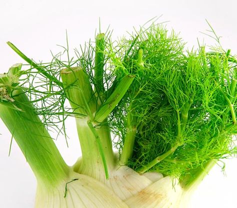 Top 5 Ways to Use Fennel Stalks & Fronds — Ingredient Spotlight Recipes With Fennel, Fennel Stalks, Pistachio Salad, Fennel Recipes, Salmon Potato, Csa Recipes, Lasagna Pasta, Lunch Appetizers, Grilling Tips