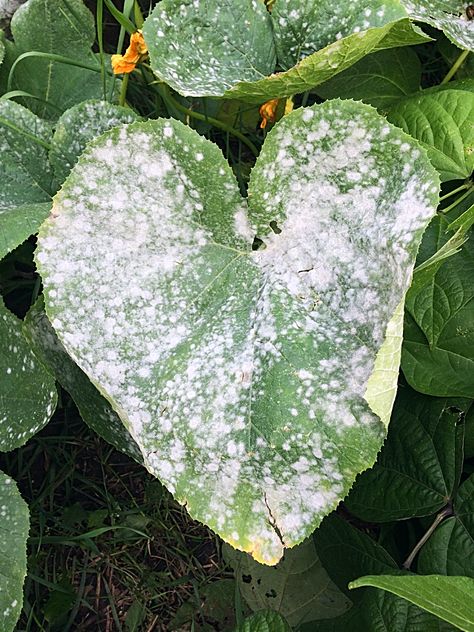 Garden 2018: Lessons Learned and What I’m Doing Next Year Powdery Mildew On Plants, Cold Climate Gardening, How To Grow Vegetables, Edible Gardening, Plant Pests, Best Perennials, Sloped Garden, Meteor Garden 2018, Thriving Garden