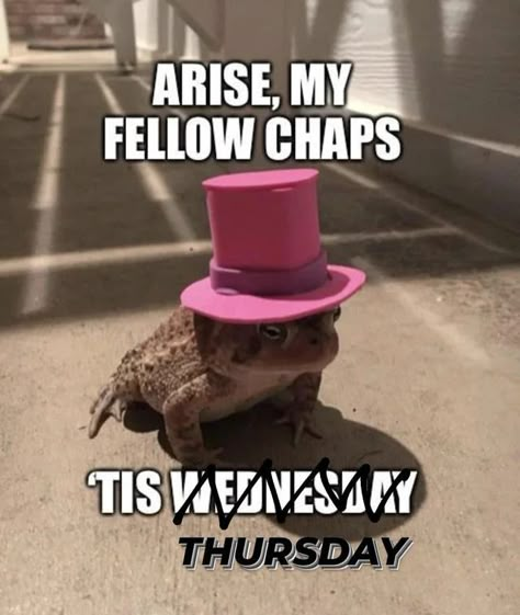 Frog Days Of The Week Meme, Its Sunday My Dudes Frog, It Is Thursday My Dudes Frog, Thursday Frog, Funny Frog Pictures, It Is Wednesday My Dudes, It's Thursday, It's Wednesday, Frog Meme