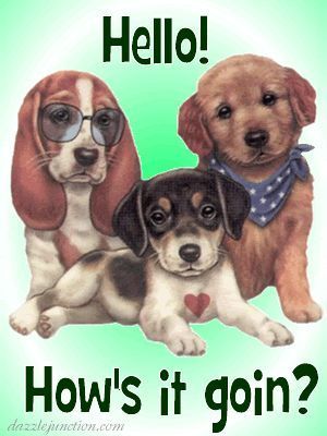 Hello! How's it goin? cute quote dog good morning hello good morning quotes Good Morning Puppy, Hello Pictures, Hello Quotes, Hello Photo, How's It Going, Hello Gif, Good Night Dear, Hello Greeting, Friends Pictures