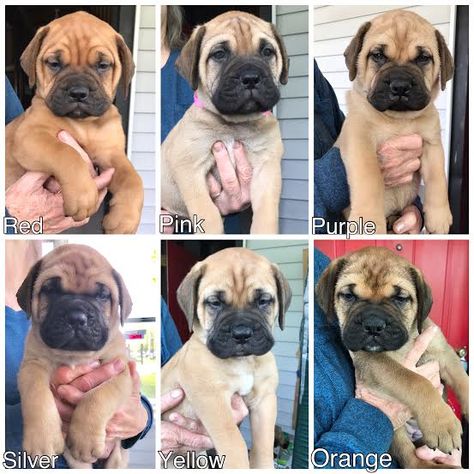 Bullmastiff Puppies For Sale, Bullmastiff Puppies, Bullmastiff Puppy, Bull Mastiff Dogs, Puppy Finder, Mastiff Puppies, 2 Months Old, Mastiff Dogs, Flat Rock