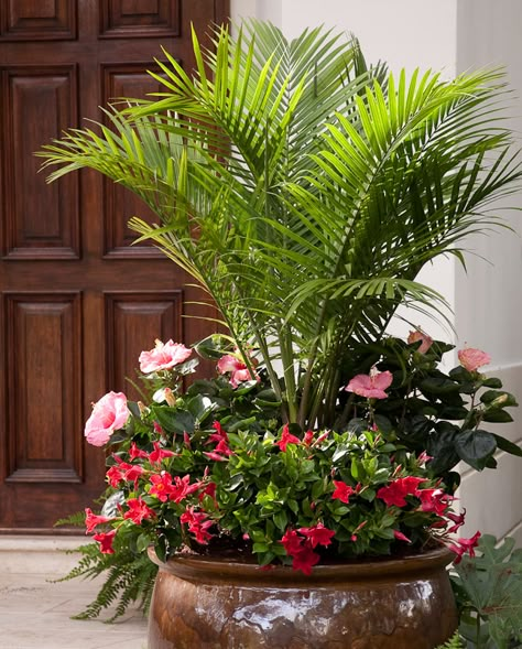 Elegant Palms for Every Setting | Costa Farms Palm Tree Garden, Palm Trees Garden, Front Porch Flower Pots, Majesty Palm, Front Porch Flowers, Porch Flowers, نباتات منزلية, Container Garden Design, Potted Plants Outdoor