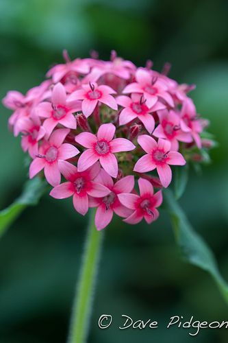 Egyptian Star Cluster, Longwood Gardens, Pa. Egyptian Star Flower, Egyptian Star Cluster, Cluster Flowers, Fantastic Flowers, Fantasy Garden, Whirlpool Galaxy, Longwood Gardens, Star Cluster, Fall Flower