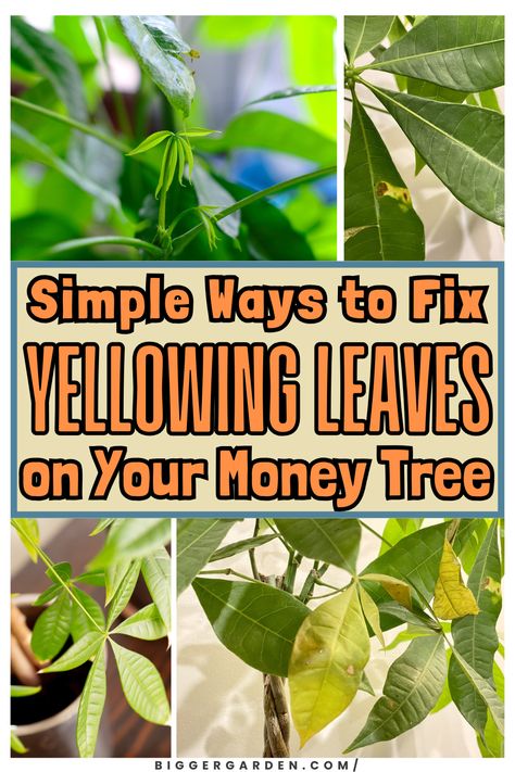 Yellowing leaves on a Money Tree can be concerning, but with the right care, it’s usually a fixable issue. This article will help you pinpoint the cause, whether it's overwatering, a change in environment, or a lack of nutrients. Learn how to restore your plant and prevent yellowing leaves from happening again. Ponytail Plant, Money Plant Indoor, Money Tree Plant Care, Chinese Money Tree, Money Tree Plant, Pachira Aquatica, House Gardening, Water Issues, Plant Indoor