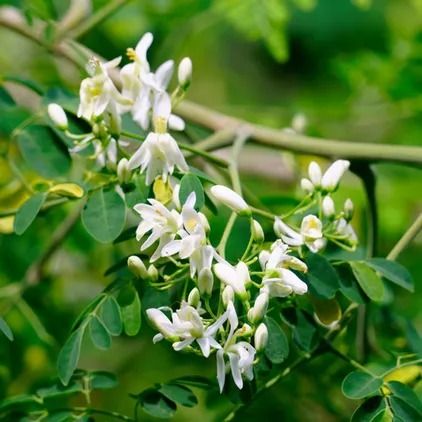 Moringa (Moringa oleifera) Flower, Leaf, Care, Uses - PictureThis Moringa Flower, Identity Drawing, Moringa Plant, Plant Leaves Turning Yellow, Royal Poinciana, Identify Plant, Plant Varieties, Plant Diseases, Ornamental Plants