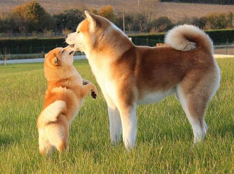 Las más famosas razas de perros japoneses Japanese Dog Breeds, Most Beautiful Dog Breeds, Japanese Dog, Japanese Akita, Akita Puppies, Beautiful Dog Breeds, Most Beautiful Dogs, Japanese Dogs, Akita Dog