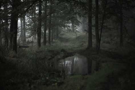 Witchy Landscape, Dark Naturalism, Dark Forest Aesthetic, Dark Fairycore, Foggy Weather, Dark Green Aesthetic, Forest Background, Dark Nature Aesthetic, Foggy Forest