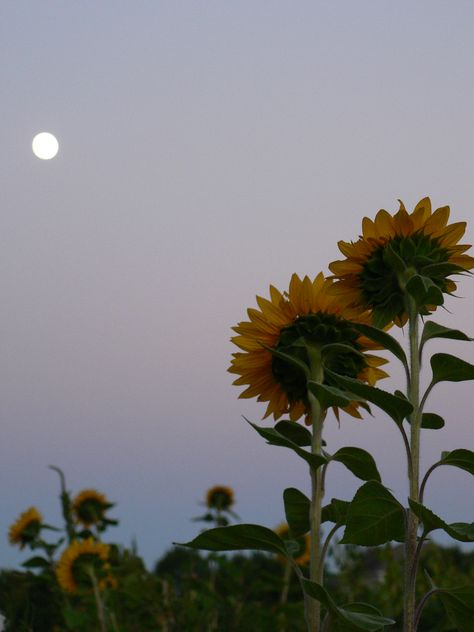 Sunflowers and the moon (Picture taken 9/21/10 by Nicole Holovinsky) Sunflower With Moon, Sunflower Moon, Painted Tables, Picking Flowers, Sunflower Garden, Moon Pictures, Moon Photography, Garden Pictures, Moon Flower