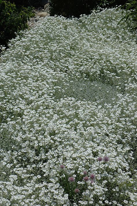 Cerastium Tomentosum, Garden Border Edging, Landscape Nursery, Backyard Ponds, Low Water Gardening, Alpine Garden, Snow In Summer, Small White Flowers, Ground Cover Plants