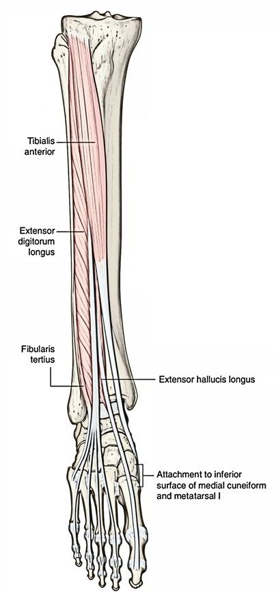 Tibialis Anterior – Earth's Lab Tibialis Anterior, Shin Splints, Medical Students, Chronic Pain, Lab