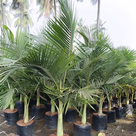 Alexander Palm Archontophoenix alexandrae #AlexanderPalm #ArchontophoenixAlexandrae #SvkNursery Alexander Palm, Alexander Palms, Alexander, Nursery, Plants, On Instagram, Quick Saves, Instagram