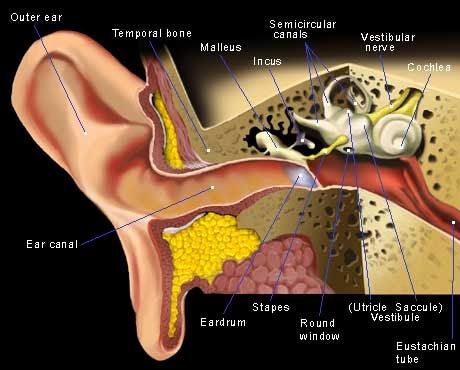 These are classic symptoms of Eustachian Tube Dysfunction (ETD)  If you have searched this blog down, then I guess that you may be sufferi... Eustachian Tube Dysfunction, Blocked Ears, Ear Anatomy, Inner Ear, Sinus Infection, Medical Terms, Hearing Loss, Anatomy And Physiology, The Ear