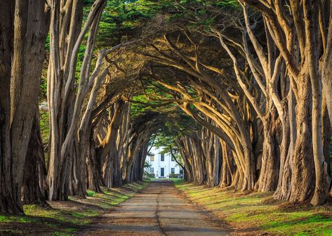 Treats for the lungs and the eyes. Tree tunnel in Ireland, a photographers dream location. Monterey Cypress, Point Reyes National Seashore, Tree Tunnel, Dark Hedges, Black Castle, Tunnel Of Love, Forest City, Point Reyes, Cypress Trees