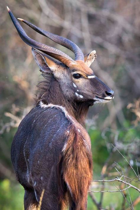 African Reference, Nyala Antelope, Environmental Biology, Beautiful Goat, Tattoo Real, Goat Breeds, Africa Animals, Sun Photo, Animal Study