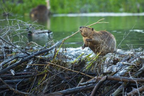 These 7 Species Found Around Cleveland Are Surprisingly Ancient Native American Spirit Animals, North American Beaver, Busy Beaver, Keystone Species, Beaver Dam, Animal Symbolism, Incredible Creatures, National Trust, American West