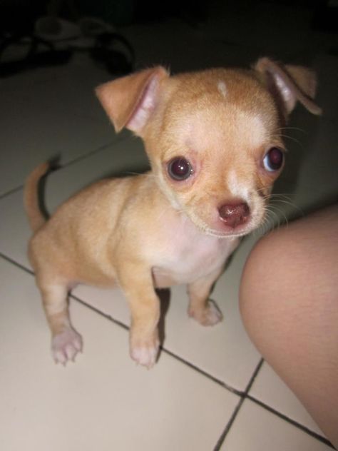 Floppy Chi Puppy Ears Pictures Of Chihuahuas, Chihuahuas Dogs, Puppy Ears, Teacup Chihuahua Puppies, White Things, Teacup Chihuahua, Tiny Puppies, Cutest Animals, Chihuahua Love