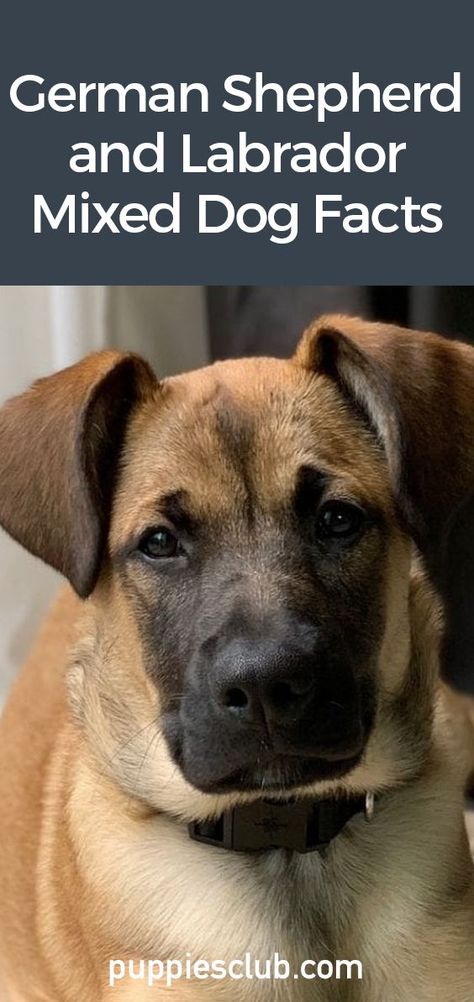 German-Shepherd-And-Labrador-Mixed-Dog-Facts Shepherd Mix Puppies, Lab Mix Puppies, Labrador Mix, Hybrid Dogs, Dog Facts, Cute Puppy Videos, Teacup Puppies, Labrador Dog, Puppy Care