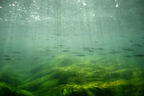 Ocean stories California water is not always clear but it has a softness so it that blue water could never have. The seagrass beds, the kelp, and the wildlife create an ecosystem filled with life and soft seascapes I didn’t think I would ever miss. But there’s more to it than murky and cold water. #california #kelpforest #coldwatertherapy #freediving #underwaterphotography #art #photooftheday Kelp Forest Art, Murky Water, Kelp Forest, Sea Kelp, Sky Cotl, Forest Art, Underwater Photography, Underwater World, Computer Wallpaper