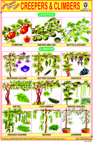 Creepers And Climbers Chart, Climbers Plants Drawing, Types Of Plants For Kids Chart, Types Of Plants For Kids, Climbers Plants, Spice Chart, Kids Climber, Vegetable Chart, Science Chart