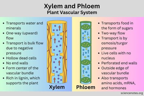 Xylem and Phloem - Plant Vascular System Xylem And Phloem Notes, Xylem And Phloem Diagram, Transport In Plants Biology Notes, Xylem And Phloem, Anaerobic Respiration, Plant Biology, Bio Notes, Biology Plants, Vascular System