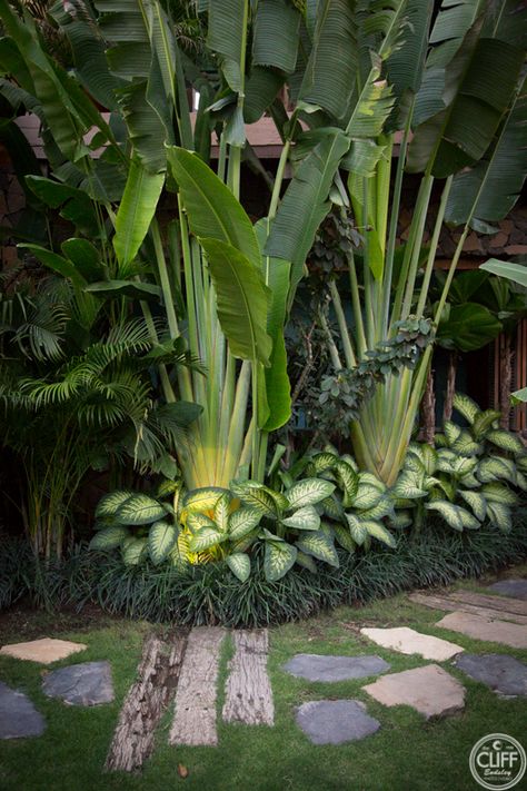 Garden Kiosk Outdoor, Lush Landscape Design, Alocasia Plant Outdoor, Polynesian Garden Ideas, Tropical Landscaping Front Yard, Layered Planting, Tropical Plants Outdoor, Tropical Front Yard Landscaping, Outdoor Tropical Plants