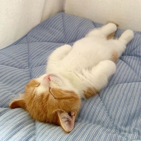 This Tiny Cat Sleeps on His Back, and Damn, He Looks Seriously Comfy Gato Munchkin, Munchkin Kitten, Munchkin Cat, Tiny Cats, Slaap Lekker, Sleeping Kitten, Cat Sleeping, Cute Kittens, Funny Cat Videos