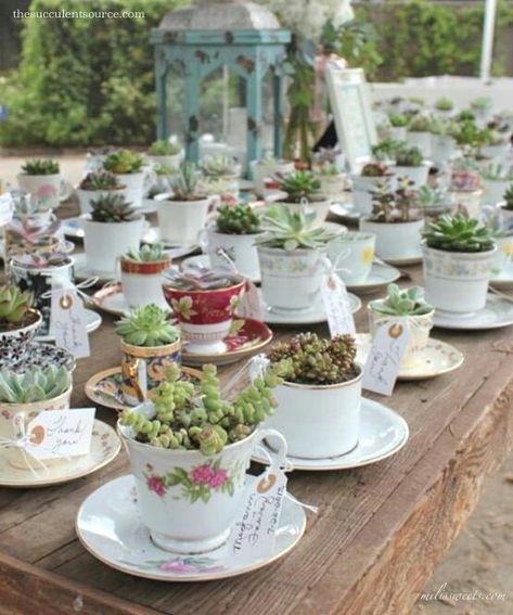 Wedding Succulents, Teacup Gardens, Succulent Wedding Favors, Succulent Favors, Succulent Gardening, Succulent Wedding, Vintage Teacups, Cactus Y Suculentas, Deco Floral