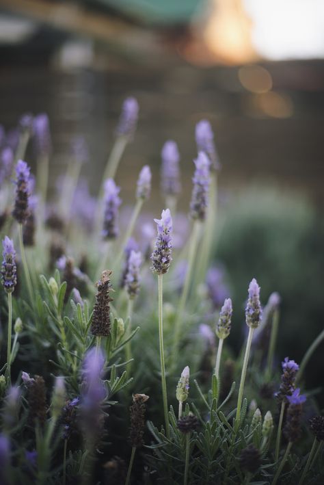 Hello Wallpaper, Garden Of Lights, Wild Lavender, Valley Of Flowers, Start Of Winter, Lavender Aesthetic, Photographer Inspiration, Lovely Lavender, C S Lewis