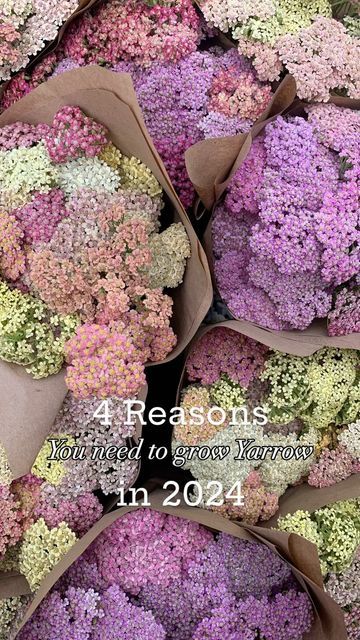 Yarrow Colorado Blend, Yarrow Bouquet, Growing Yarrow, Peach Buttercream, Farmer Florist, 2024 Color Trends, Pink Yarrow, Red Dahlia, Desert Flowers