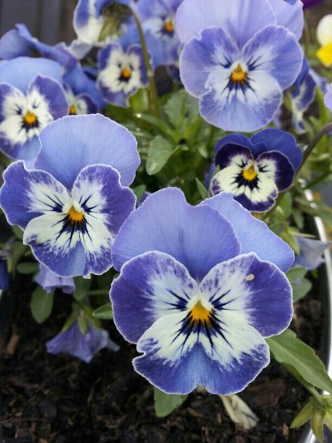 Blue Pansy Flower, Blue Pansies, Blue Pansy, Flower Nail Designs, Pansies Flowers, Balloon Flowers, Floral Photography, Acrylic Flowers, Beautiful Rose Flowers