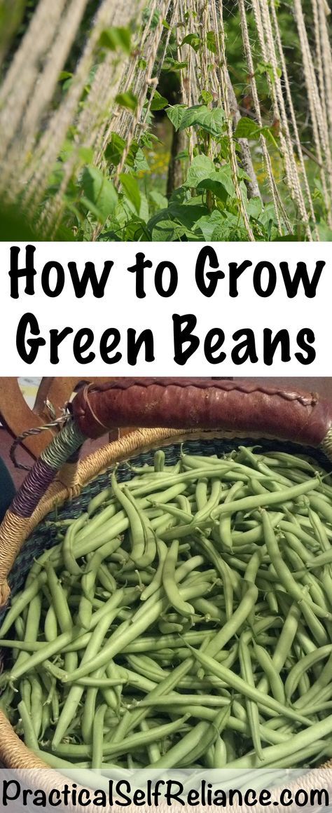 How to Grow Green Beans Green Beans Garden, Grow Green Beans, Thanksgiving Green Beans, Green Bean Seeds, Bean Garden, Growing Green Beans, Can Green Beans, Bush Beans, Growing Greens