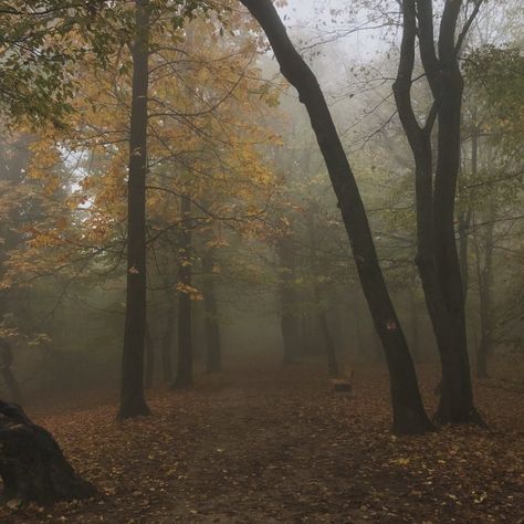 November dawn and dusk mist is one of my favorite things. 🌫️🌫️ #fall #aesthetic #autumn #fog #mist #november #mystery #darkacademiaaesthetic #leaves #foggyday #mistymorning Until Dawn Aesthetic, Tvd Character, Aesthetic Fog, Mystery Aesthetic, Dawn Aesthetic, Bright Aesthetic, Fall Forest, Aesthetic Autumn, Dawn And Dusk