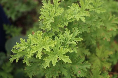 Citronella Plant: How to Grow and Use Citronella Plants Diy Citronella, Citronella Plant, Mosquito Plants, Seed Raising, Citronella Essential Oil, Perennial Vegetables, Vegetable Garden Planning, Citronella Oil, Mosquito Repelling Plants