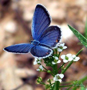 Small Blue Butterfly, Companion Flowers, Photos Of Butterflies, Different Butterflies, Butterfly Colors, Butterfly Balloons, Brown Butterfly, Butterflies And Dragonflies, Butterfly Images