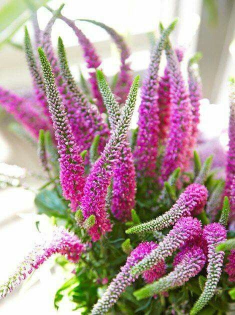 Veronica Flower, Veronica Spicata, Pink Garden, Rooftop Garden, Food Garden, Colorful Garden, Red Fox, Types Of Flowers, Dream Garden