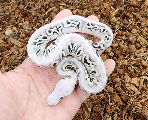 Morph Ball Pythons, Pretty Ball Pythons, Ball Python Morphs Chart, Rare Ball Python Morphs, Piebald Snake, Black Ball Python, Ball Python Enclosure Ideas, Cute Ball Python, Snake Ball Python