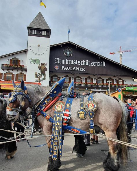 Paulaner Oktoberfest, Draft Horses, My Heritage, Germany Travel, Fair Grounds, Beer, Germany, Horses, Animals