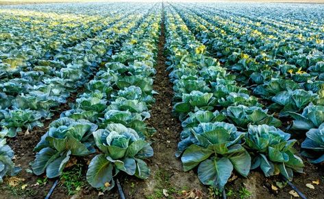 Cabbage Farming, Cabbage Farm, Cabbage Field, Crops Farm, Cabbage Garden, Growing Cabbage, Businesses Ideas, Cabbage Plant, Plant Vegetables