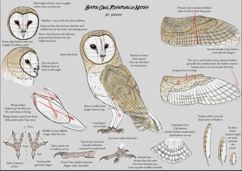 Owl Wings Drawing, Owl Anatomy, Clean Lineart, Barn Owl Drawing, Chibi Bases, Wing Anatomy, Super Mad, Owl Sketch, Owl Wings