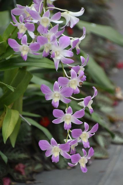 Orchids and Flowers, Singapore. | Manoo Mistry | Flickr Back Hand Mehndi Designs, Hand Mehndi, Mehndi Designs For Hands, Aesthetic Stickers, Mehndi Designs, Singapore, Orchids, Flowers, Plants