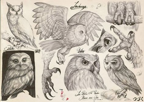 Pencil Drawing Study Drawings Of Owls, Pencil Studies, Drawing Tuts, Owl Sketch, Nature Sketch, Beautiful Sketches, Animal Study, Owls Drawing, Drawing Studies